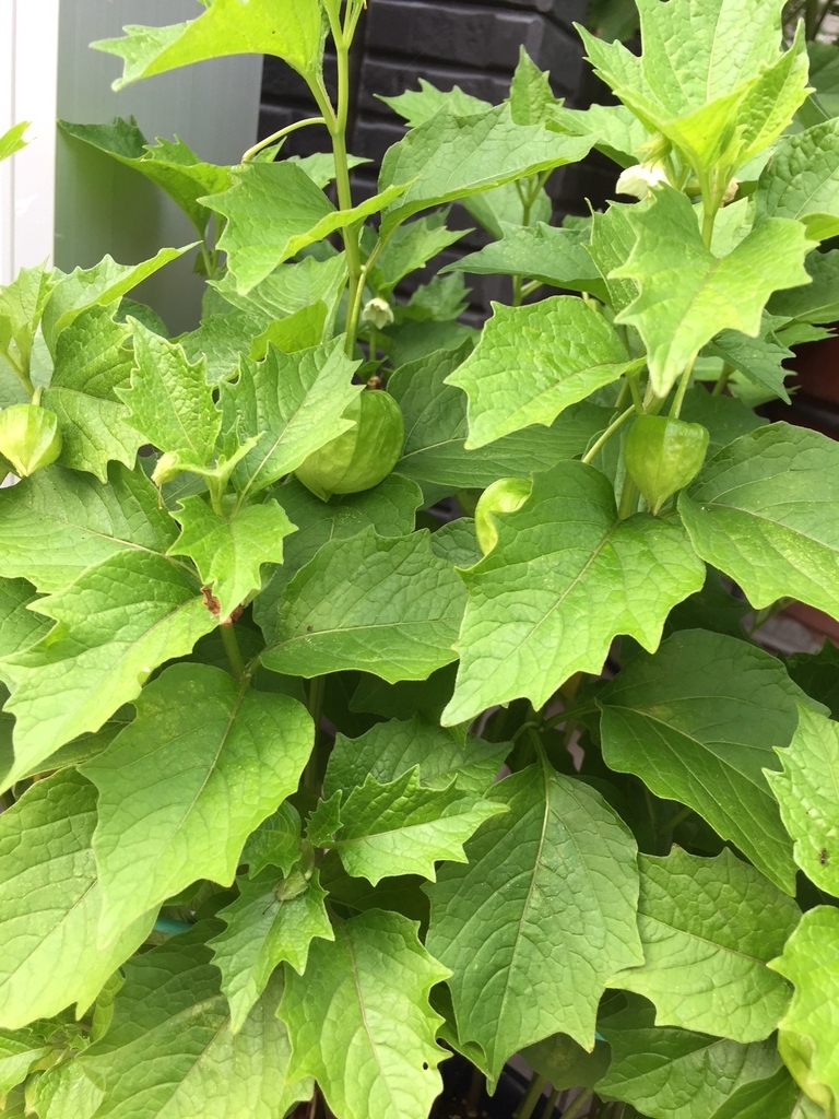 f:id:cenecio:20180915143602j:plain