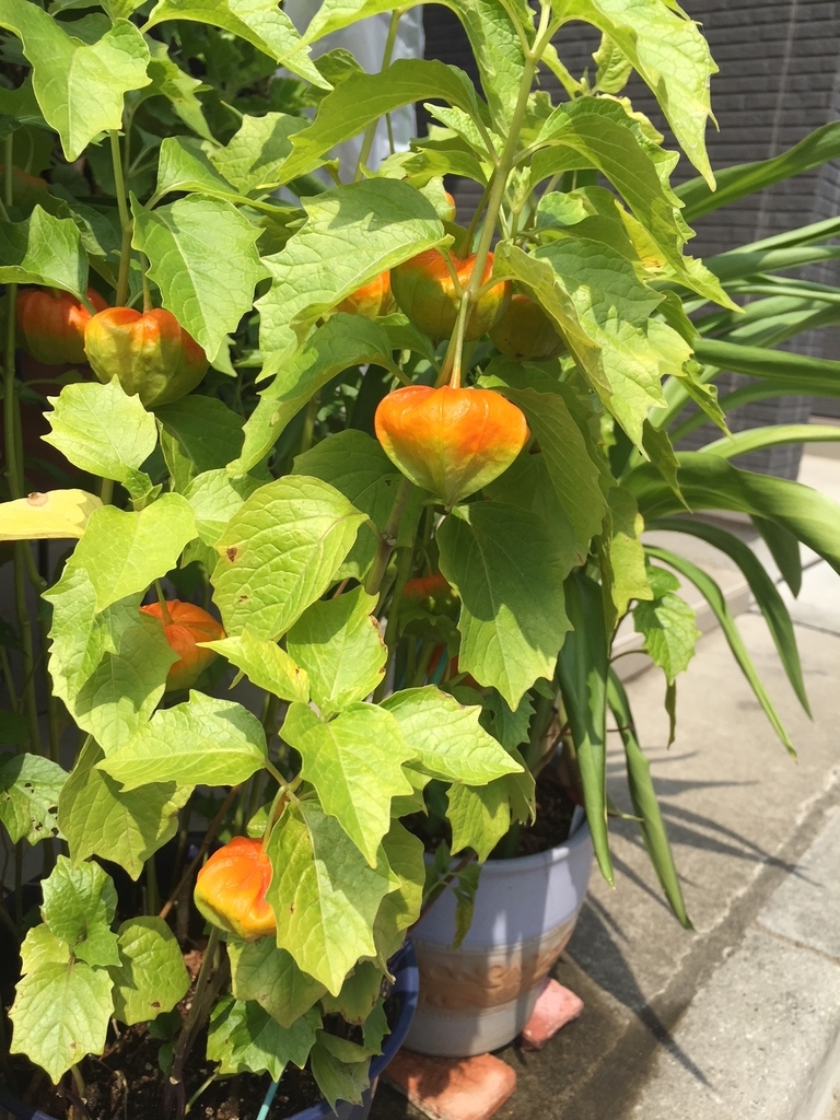 f:id:cenecio:20180915143609j:plain