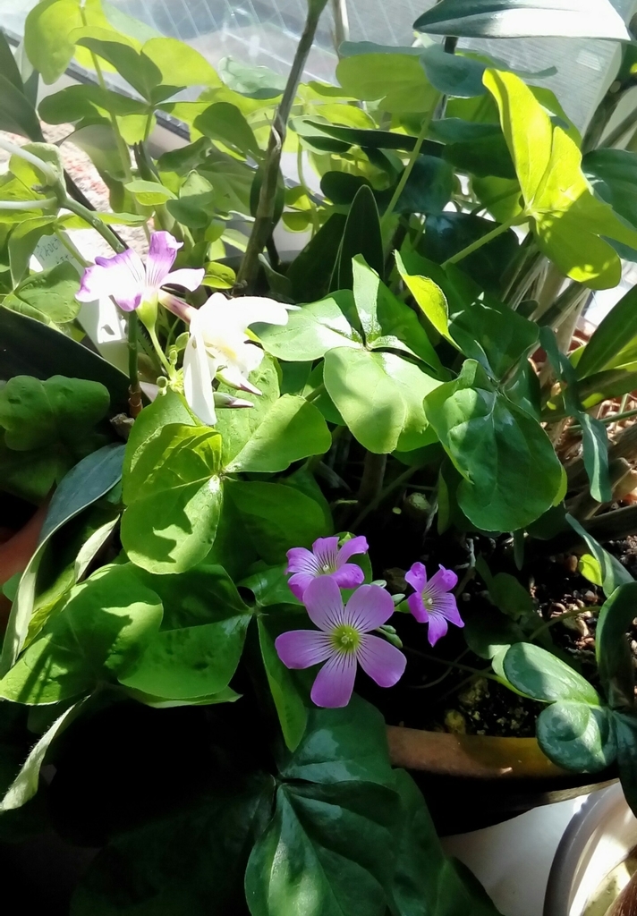 f:id:cenecio:20180915143952j:plain