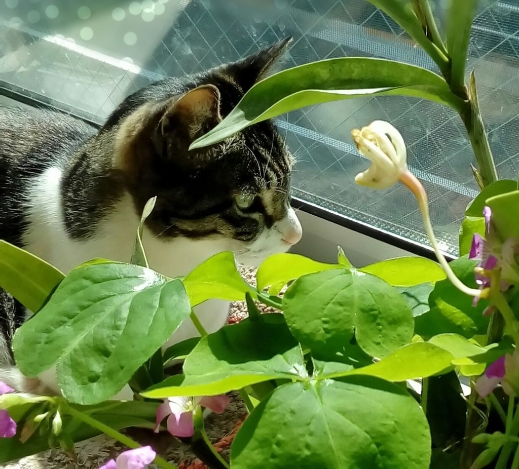 f:id:cenecio:20180915145219j:plain