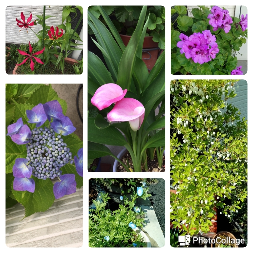 f:id:cenecio:20180915171013j:plain