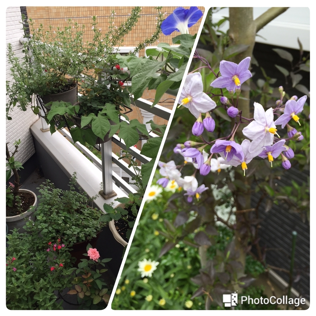 f:id:cenecio:20180915171018j:plain