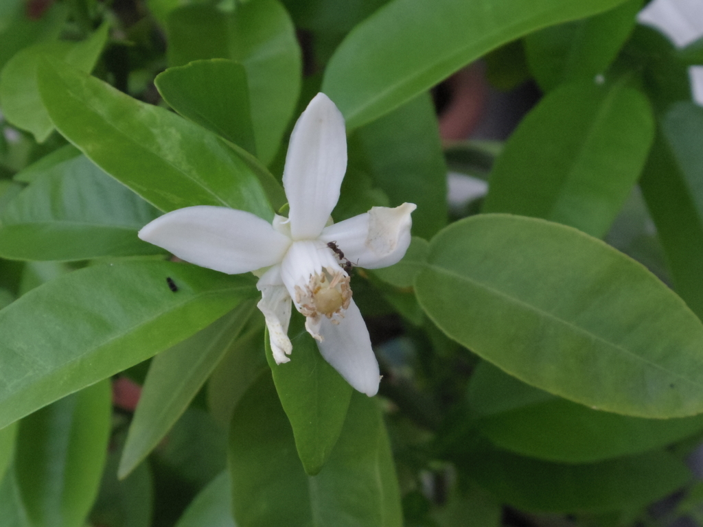 f:id:cenecio:20180916102849j:plain