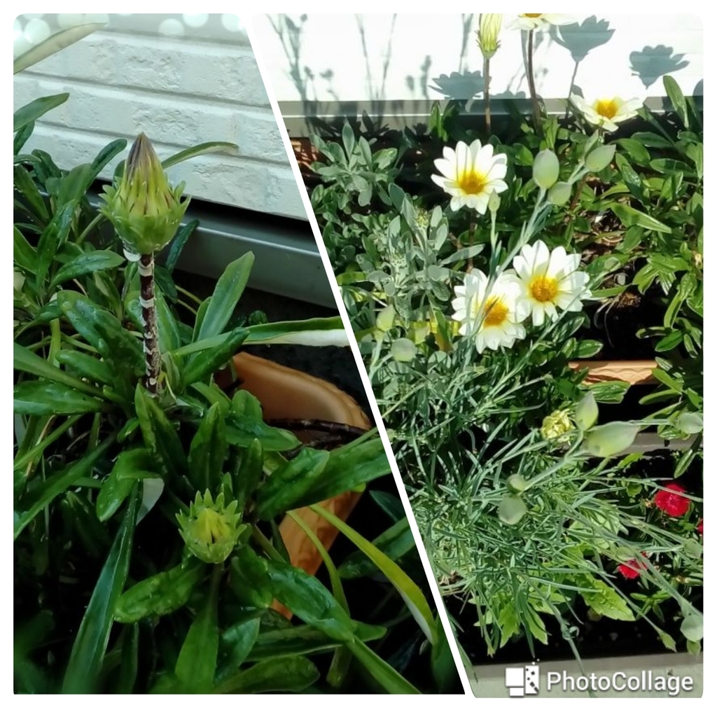 f:id:cenecio:20180916103048j:plain