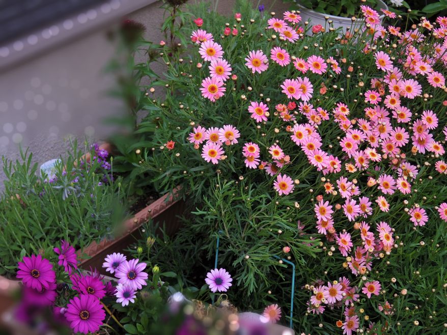 f:id:cenecio:20180916110051j:plain