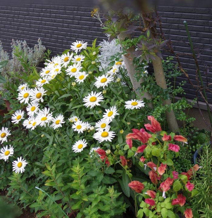 f:id:cenecio:20180916112657j:plain