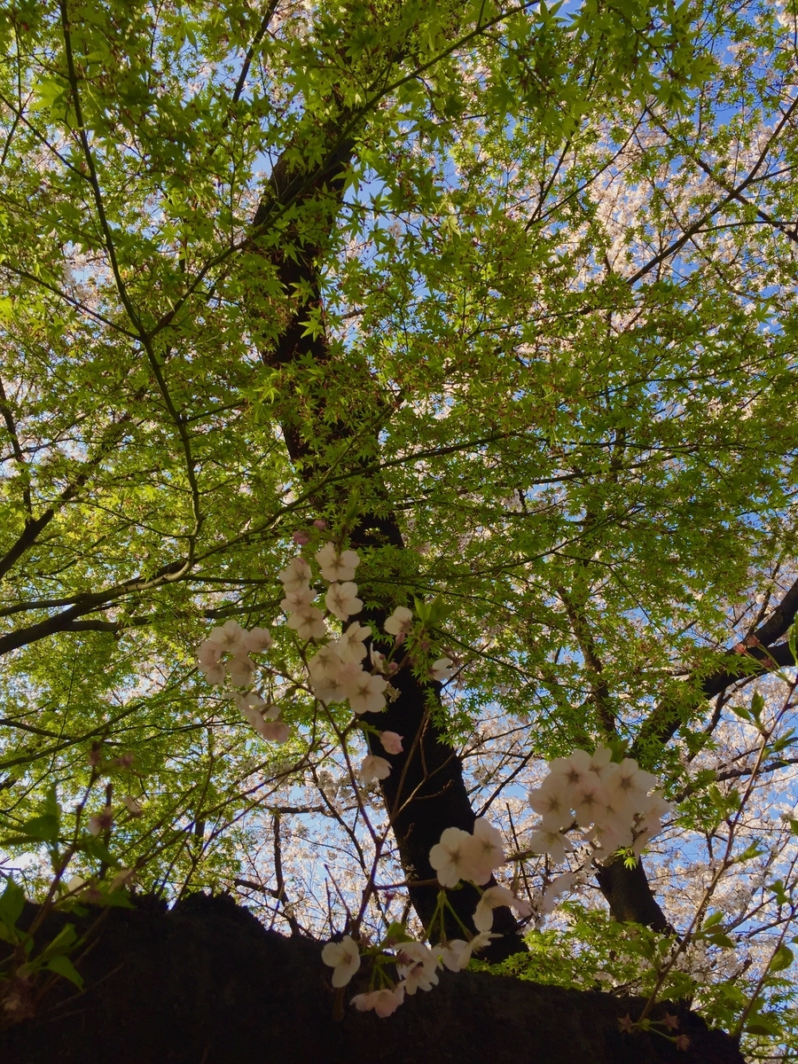 f:id:cenecio:20190407120638j:plain f:id:cenecio:20190407120638j:plain