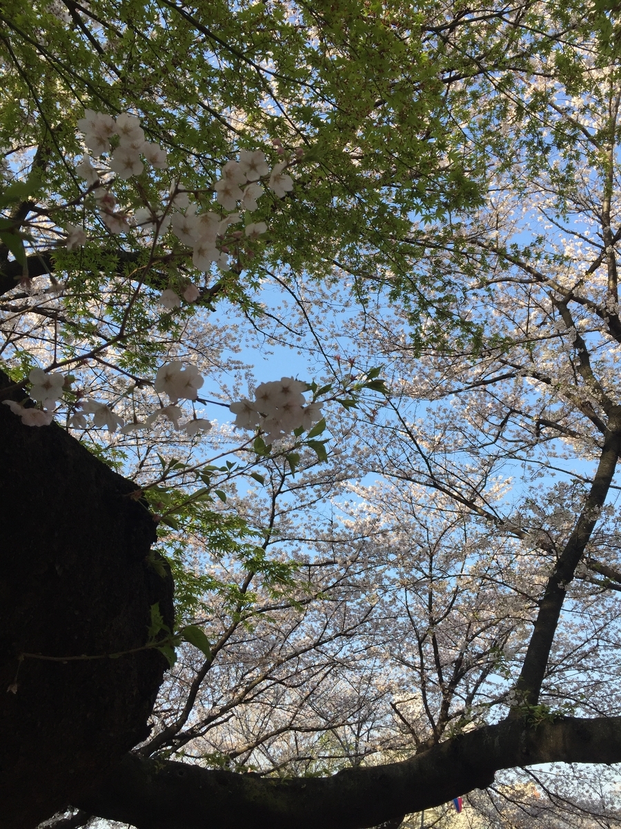 f:id:cenecio:20190407120701j:plain f:id:cenecio:20190407120701j:plain