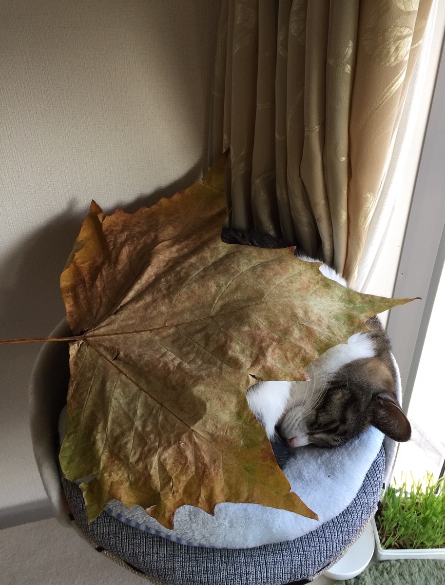 f:id:cenecio:20191220173310j:plain