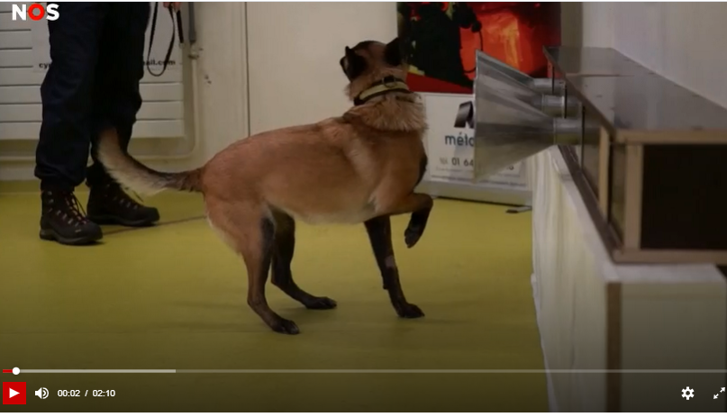 新しい三つ巴生活 犬の鼻も借りたい コロナとともに ベルギーの密かな愉しみ 新しい三つ巴生活 犬の鼻も借りたい コロナとともに ベルギーの密かな愉しみ