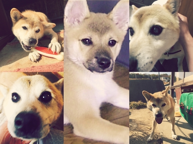 映画 マーリー 世界一おバカな犬が教えてくれたこと 人生のほろ苦さを描いた大人な動物コメディ 休日のご参考に