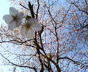 f:id:cera:20050508204223:image