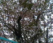 f:id:cera:20050508214120:image