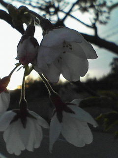 f:id:cera:20060422180051j:image