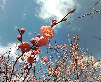 f:id:cera:20080301152527j:image