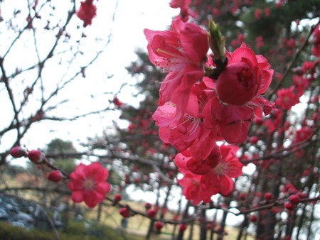 f:id:cera:20080412132027j:image:w225,h169