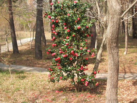 f:id:cera:20080412134328j:image:w225,h169