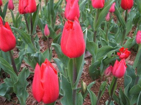 f:id:cera:20080412150725j:image:w225,h169
