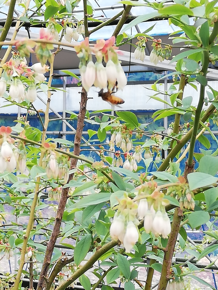 f:id:ceramicpaint:20190411183001j:plain