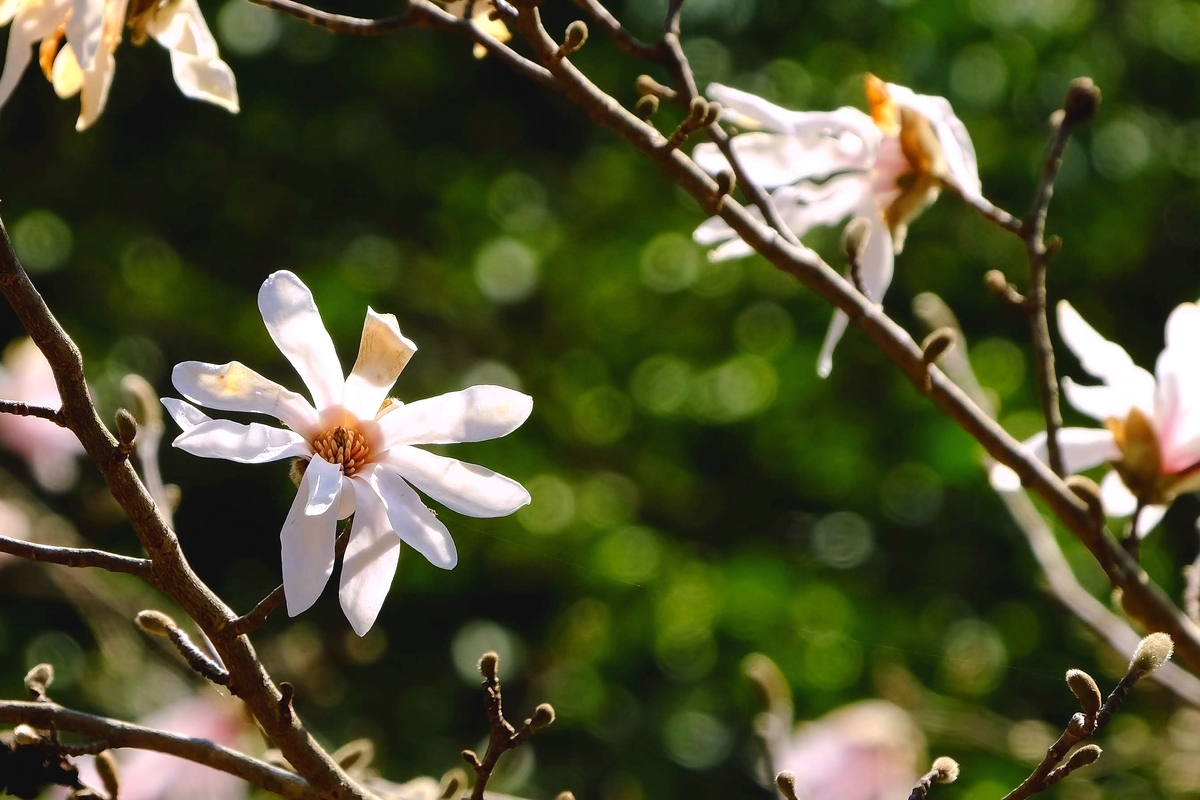 春に咲くシデコブシの花