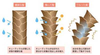 1-2髪内部のダメージによる広がり