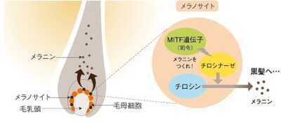 白髪や抜け毛にも良い影響がある？