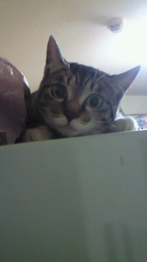 f:id:ceska:20090430002400j:plain