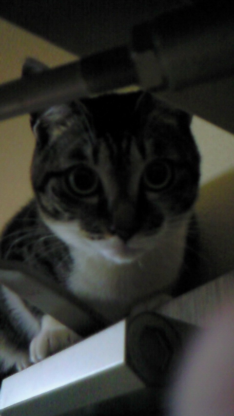 f:id:ceska:20100408225100j:plain
