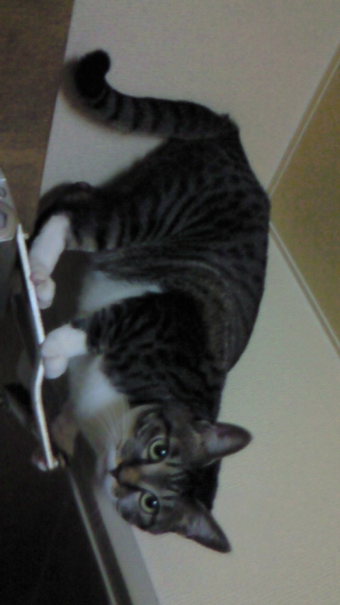 f:id:ceska:20100408225300j:plain