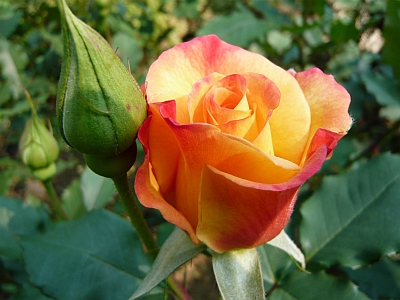 f:id:cess:20090901215142j:image