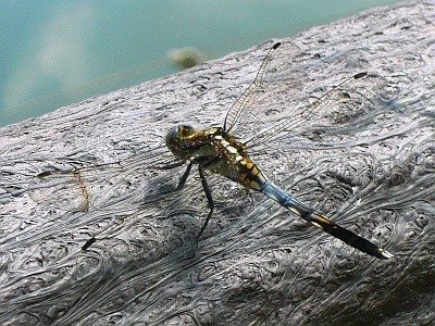 f:id:cess:20090914185744j:image