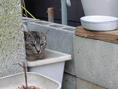 f:id:cess:20090914185754j:image