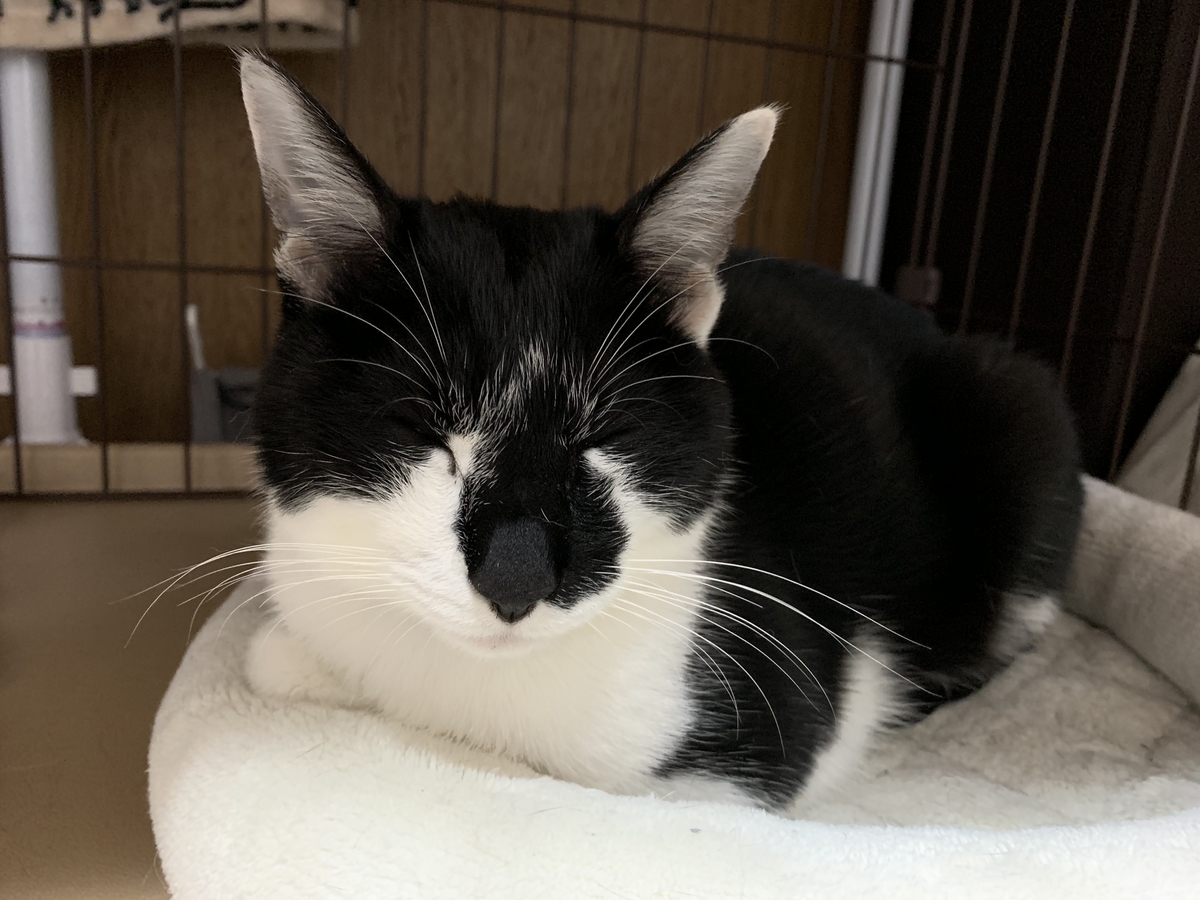 f:id:cestgenant22:20190610001613j:plain