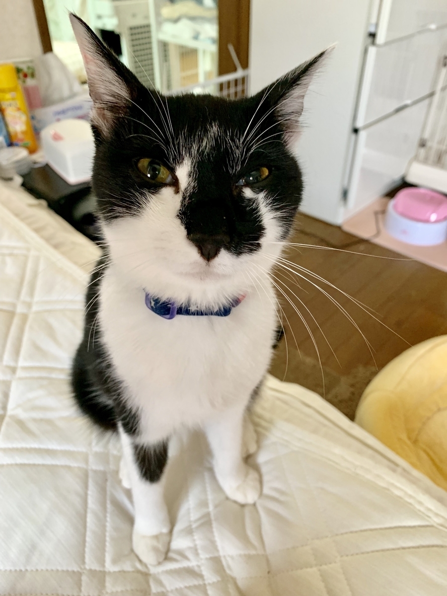 f:id:cestgenant22:20190617010813j:plain f:id:cestgenant22:20190617010813j:plain