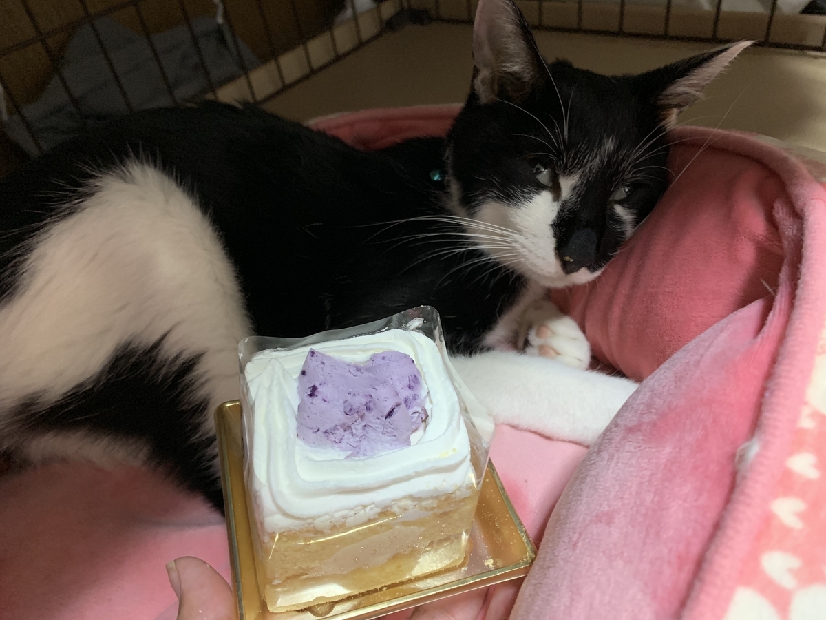 f:id:cestgenant22:20190623201837j:plain f:id:cestgenant22:20190623201837j:plain