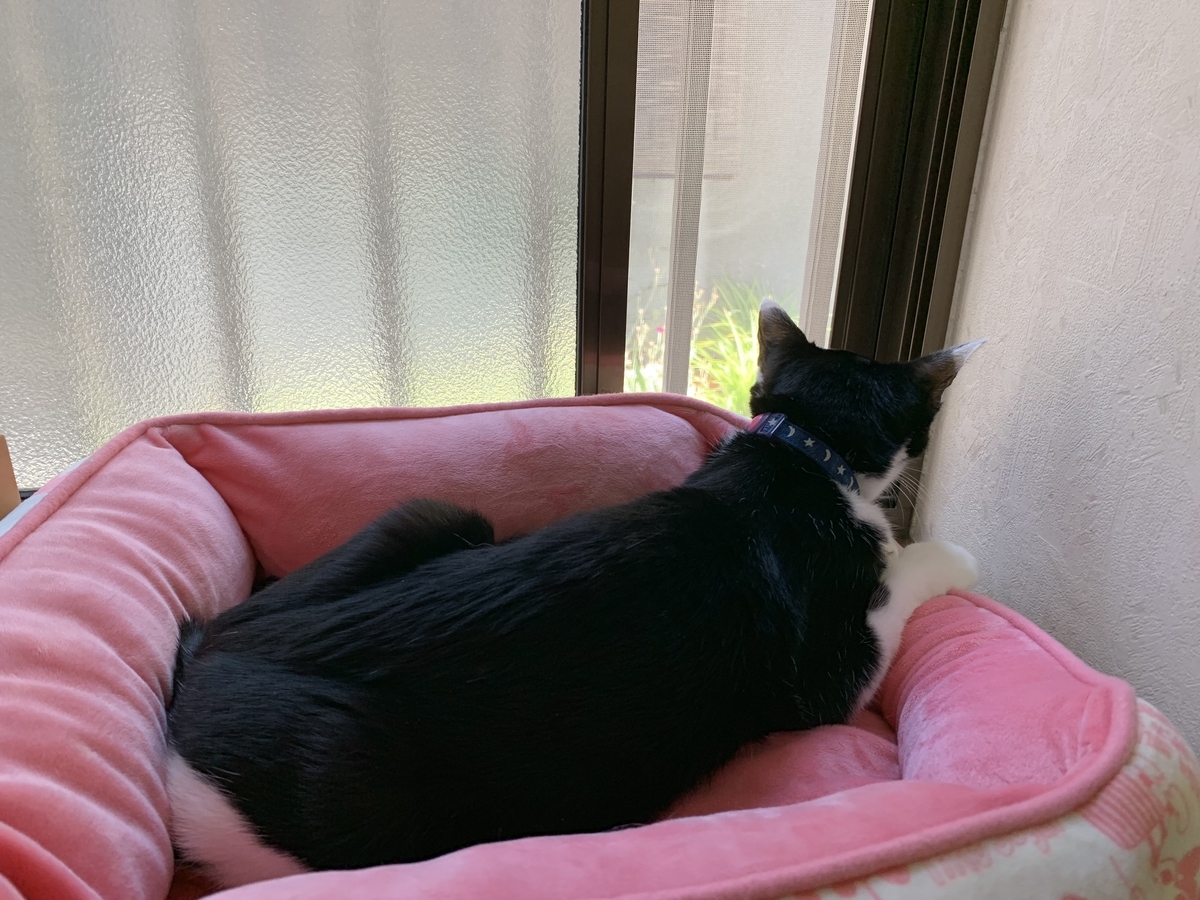 f:id:cestgenant22:20190626083502j:plain f:id:cestgenant22:20190626083502j:plain