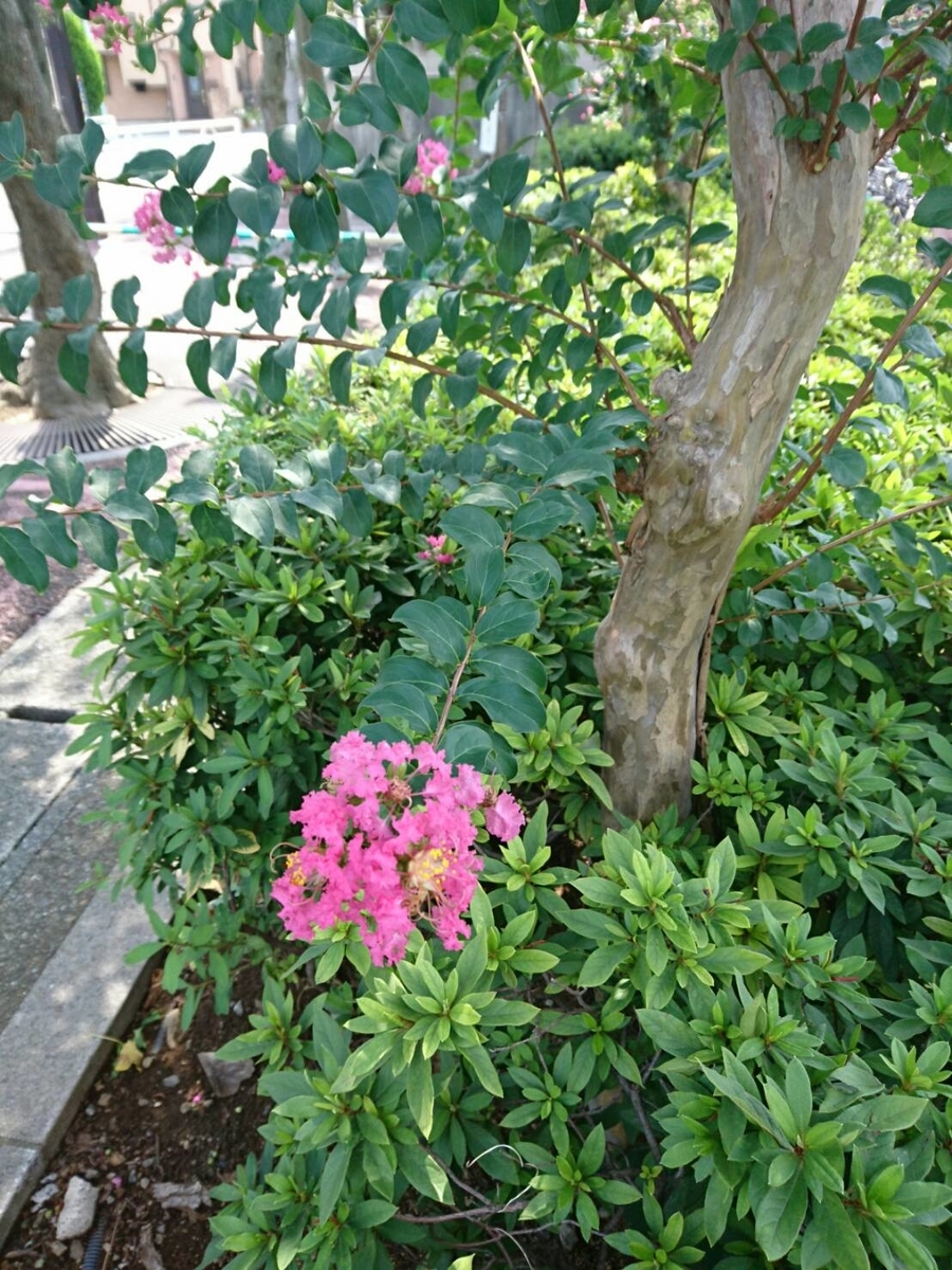 f:id:cestvv_hsm111317:20200917005037j:plain