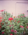 [HOLGA]