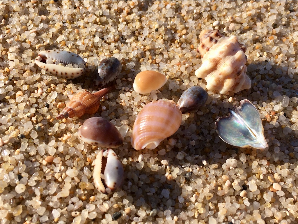 アオイガイを探して - 雑多拾いもん