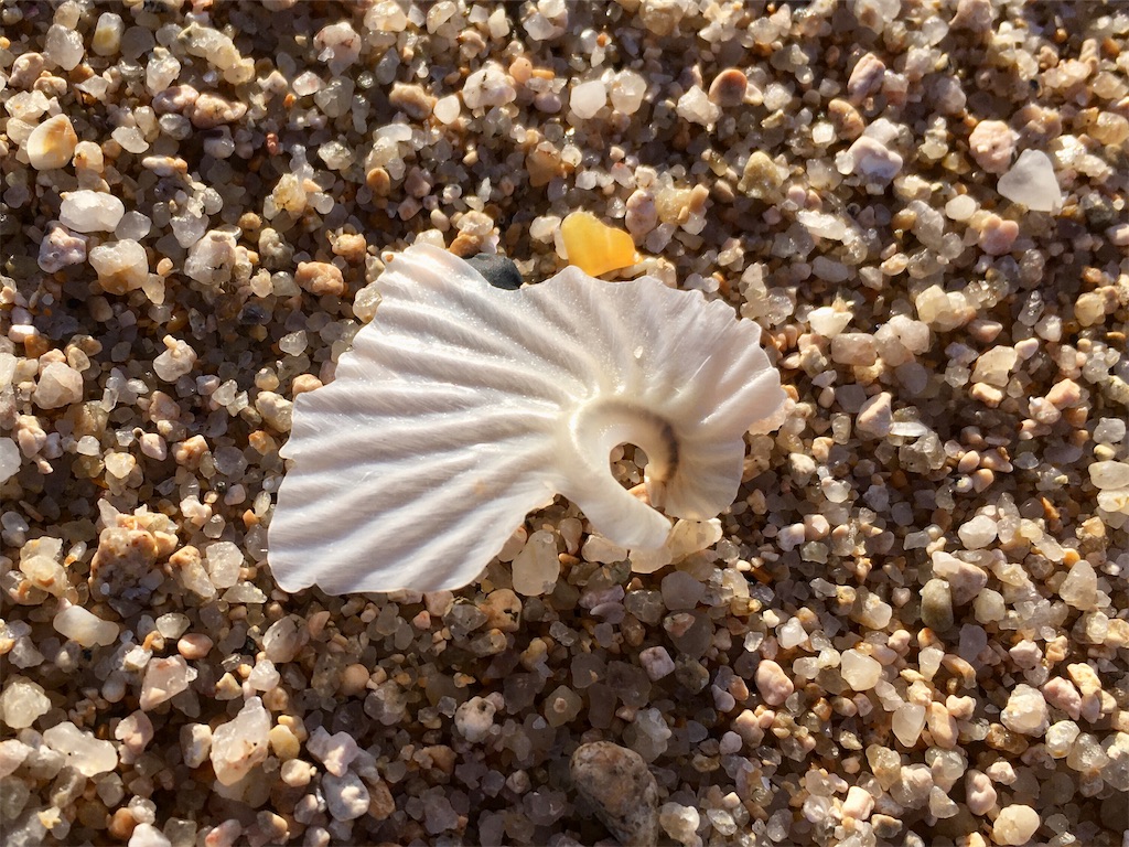 レア品 チリメンアオイガイ 貝殻 置物 レア品 チリメンアオイガイ 貝殻