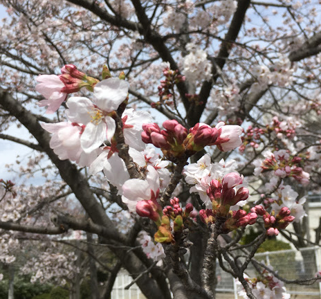 f:id:cgogohero:20170406235352p:plain f:id:cgogohero:20170406235352p:plain