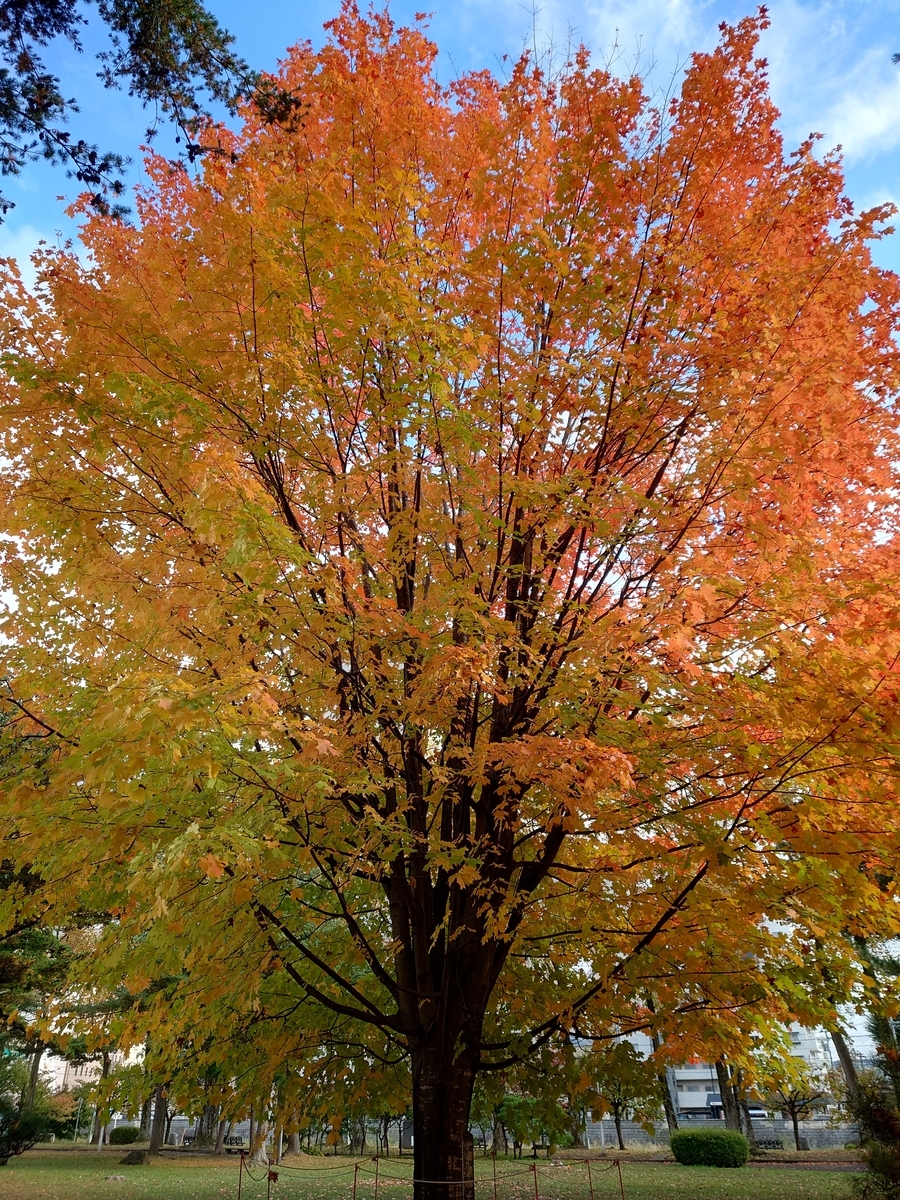 サトウカエデの紅葉が見頃に - ブラモリオカ