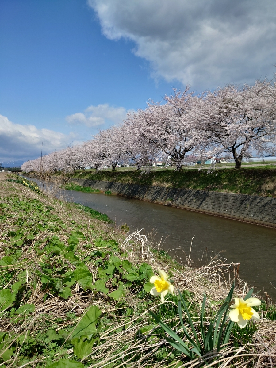 新名所～絆のさくら並木 - ブラモリオカ