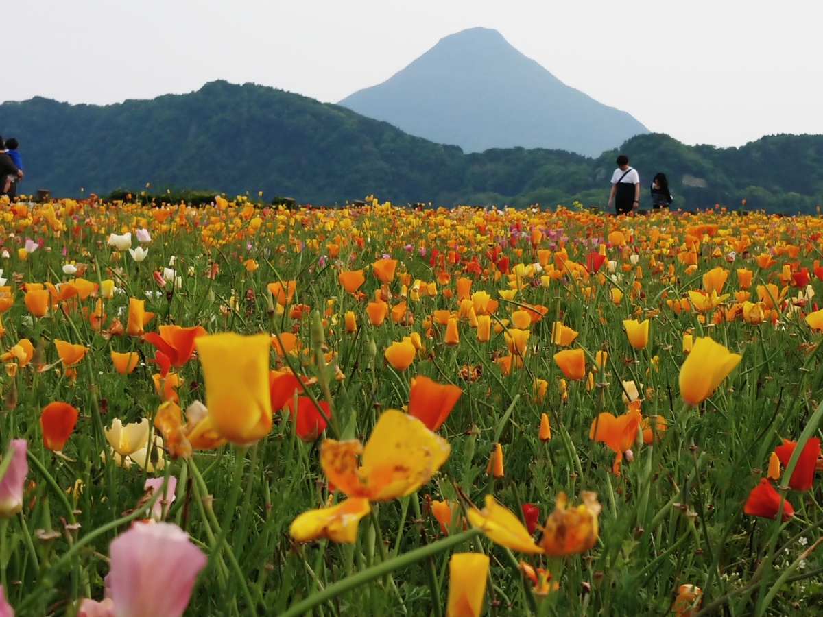 f:id:ch-imai:20190506224605j:plain f:id:ch-imai:20190506224605j:plain