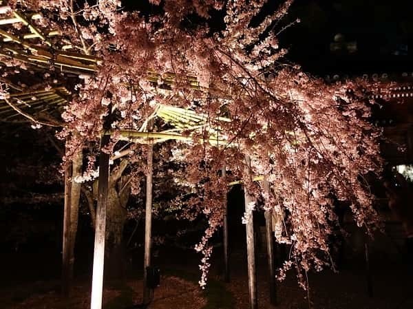 国内旅行 国内旅行