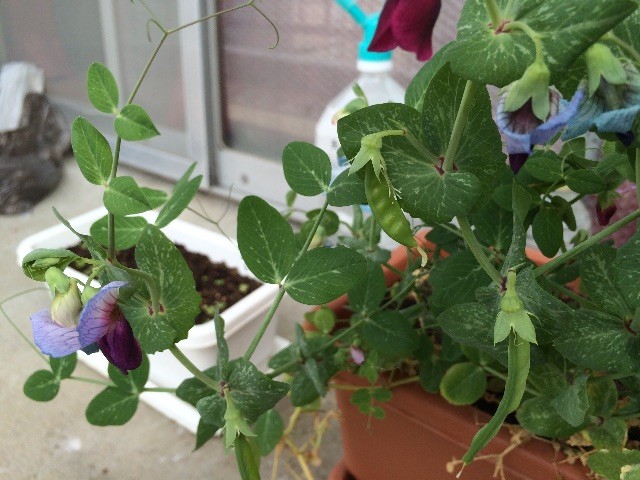 f:id:ch3cooh393:20150422104006j:image