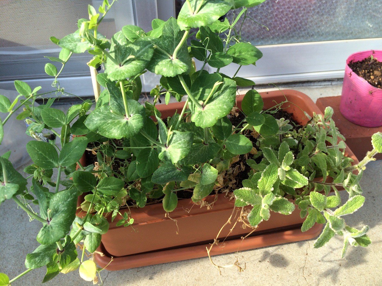 f:id:ch3cooh393:20150429161448j:image