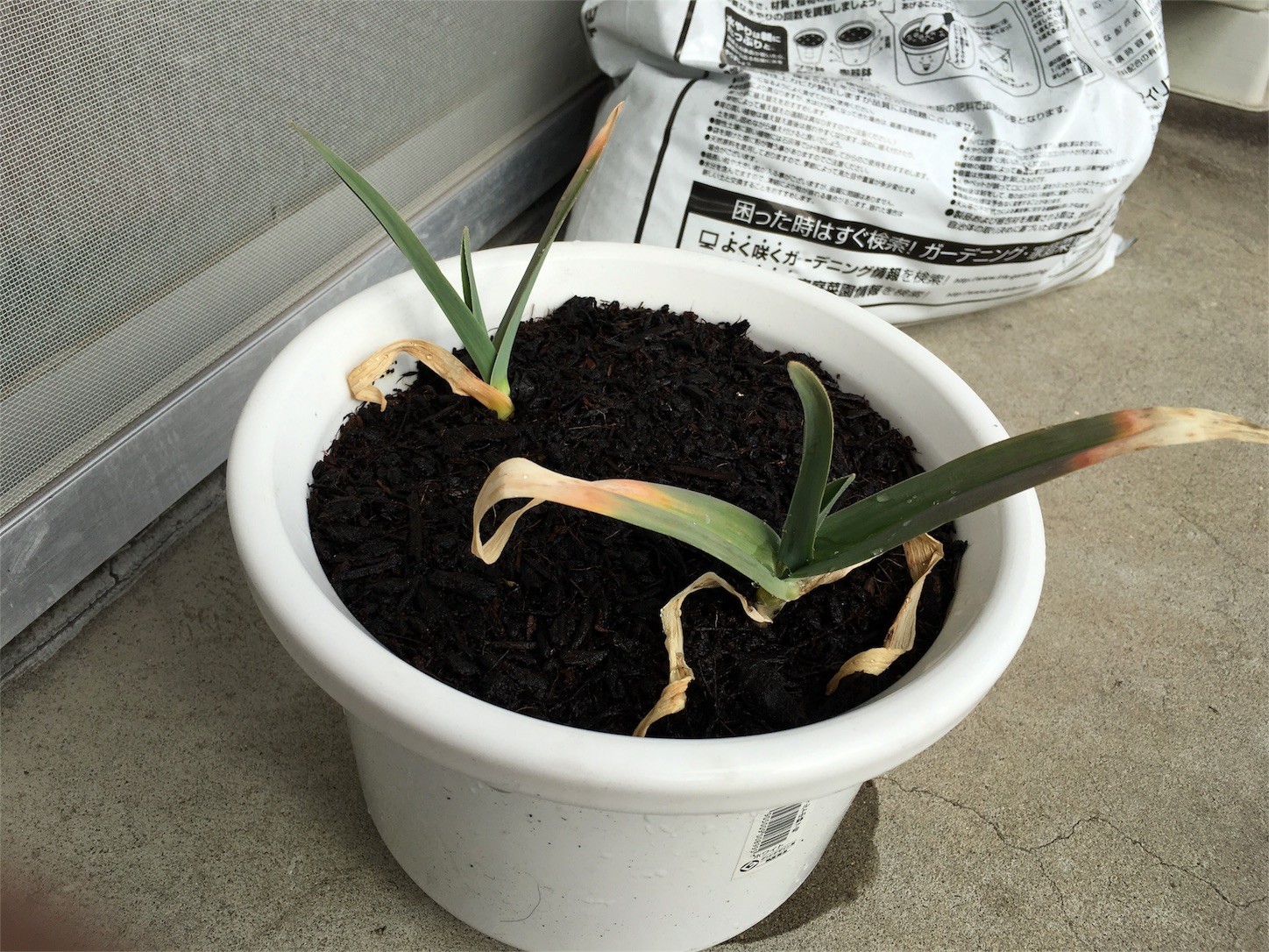 f:id:ch3cooh393:20160213133114j:image