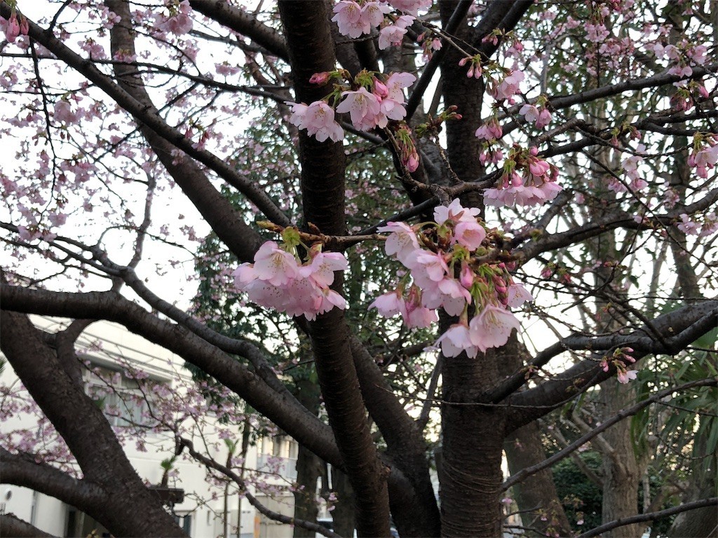 f:id:ch3cooh393:20180310214558j:image