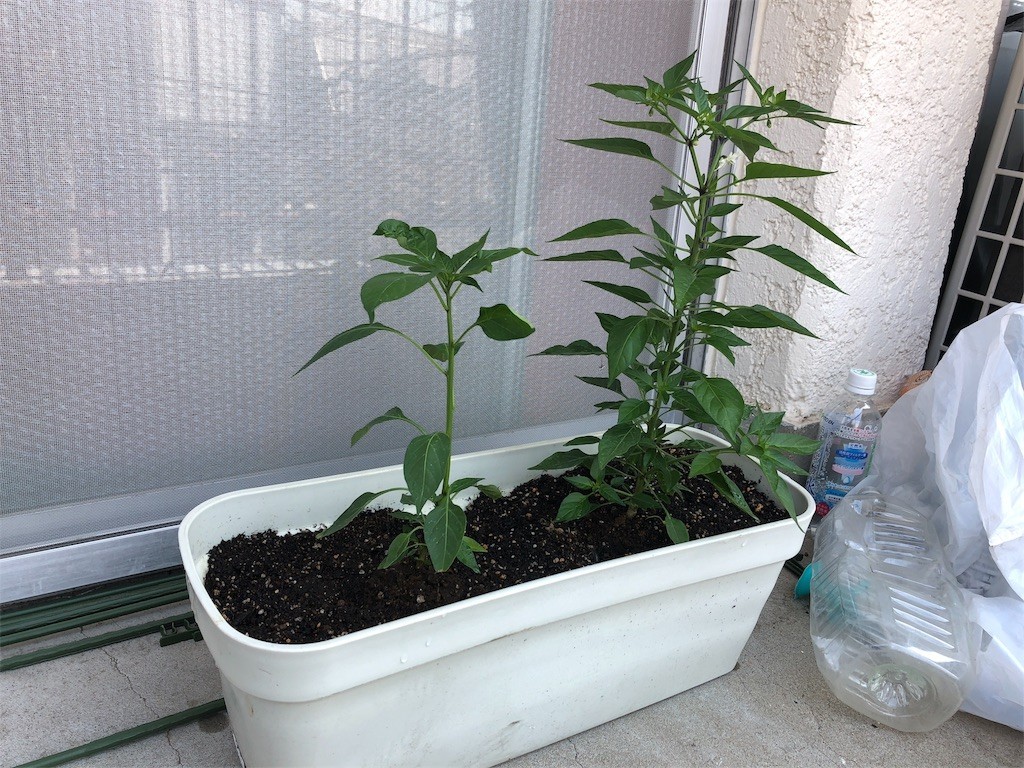 f:id:ch3cooh393:20180603094726j:plain f:id:ch3cooh393:20180603094726j:plain